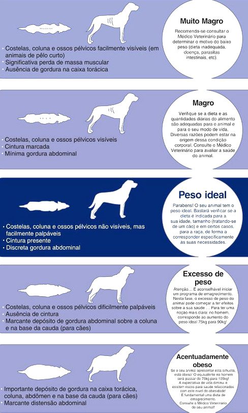 hospedagem e hotelzinho creche para PET Lylicas Dog Hotel como lidar com um cachorro obeso