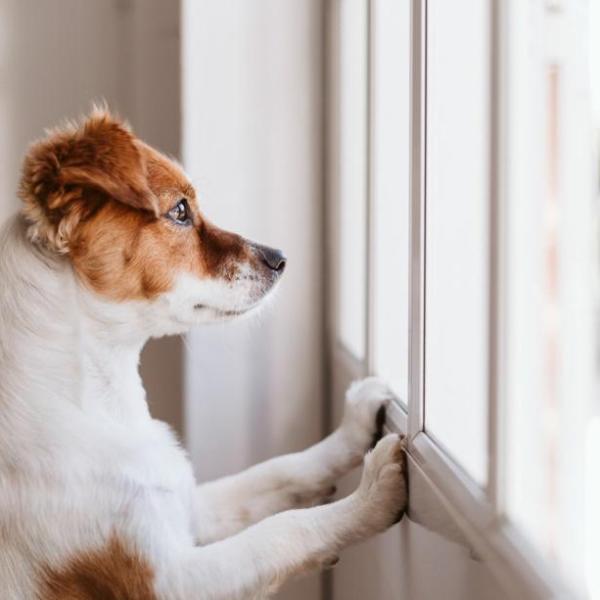 hospedagem e hotelzinho creche para PET Lylicas Dog Hotel como nos certificamos de que seu cachorrinho esta confortavel durante a estadia