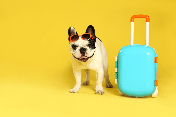 hospedagem e hotelzinho creche para PET Lylicas Dog Hotel como preparar seu cachorro para uma hospedagem no hotel