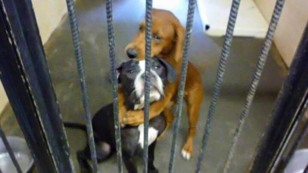 hospedagem e hotelzinho creche para PET Lylicas Dog Hotel como se despedir do seu cachorro quando ele for para o hotel