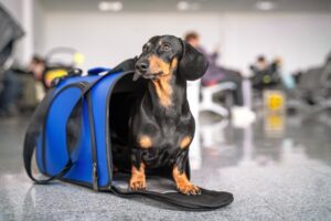 hospedagem e hotelzinho creche para PET Lylicas Dog Hotel como viajar com seu cachorro