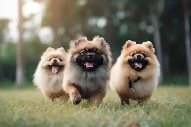 Creche para cachorro zona leste