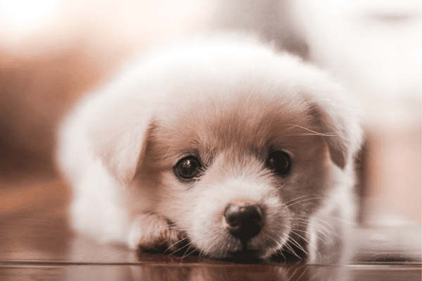 hospedagem e hotelzinho creche para PET Lylicas Dog Hotel criando memorias inesqueciveis como seu cachorrinho se torna parte da nossa familia
