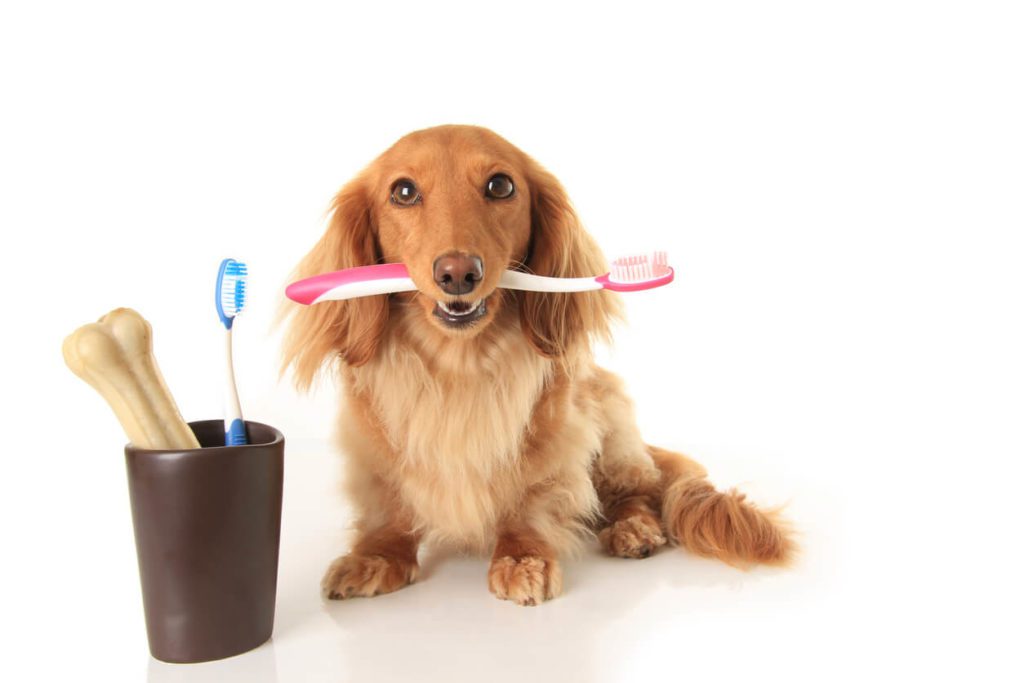hospedagem e hotelzinho creche para PET Lylicas Dog Hotel cuidados dentarios para um sorriso radiante no seu pet