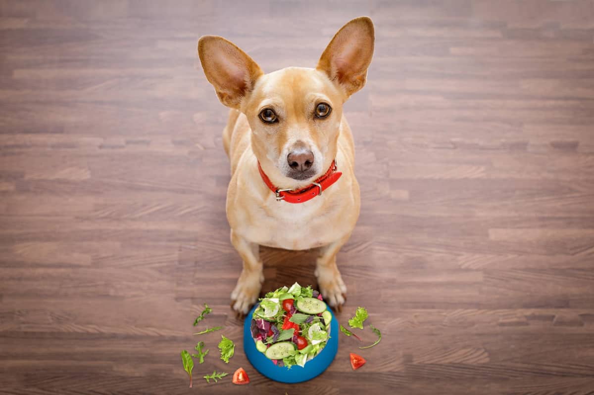 hospedagem e hotelzinho creche para PET Lylicas Dog Hotel delicias caninas nutrir seu caozinho com amor