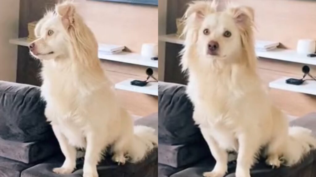 hospedagem e hotelzinho creche para PET Lylicas Dog Hotel despedida temporaria com o apoio do hotel para cachorro lylicas minimizando a ansiedade do seu pet