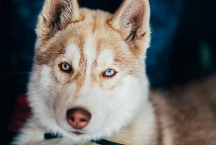 hospedagem e hotelzinho creche para PET Lylicas Dog Hotel dicas felizes cuidando da visao canina