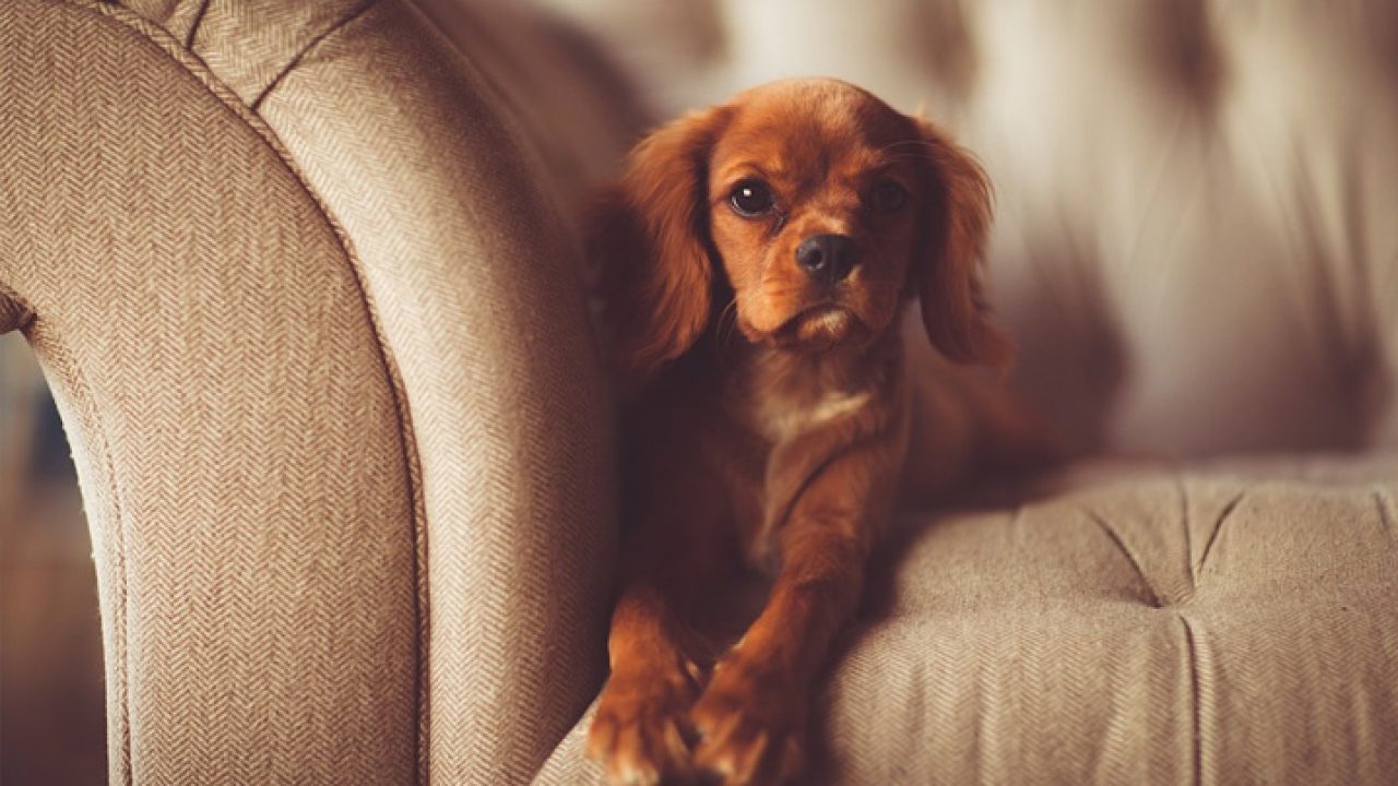 hospedagem e hotelzinho creche para PET Lylicas Dog Hotel dicas para ajudar seu cachorrinho a se adaptar ao nosso hotel residencial