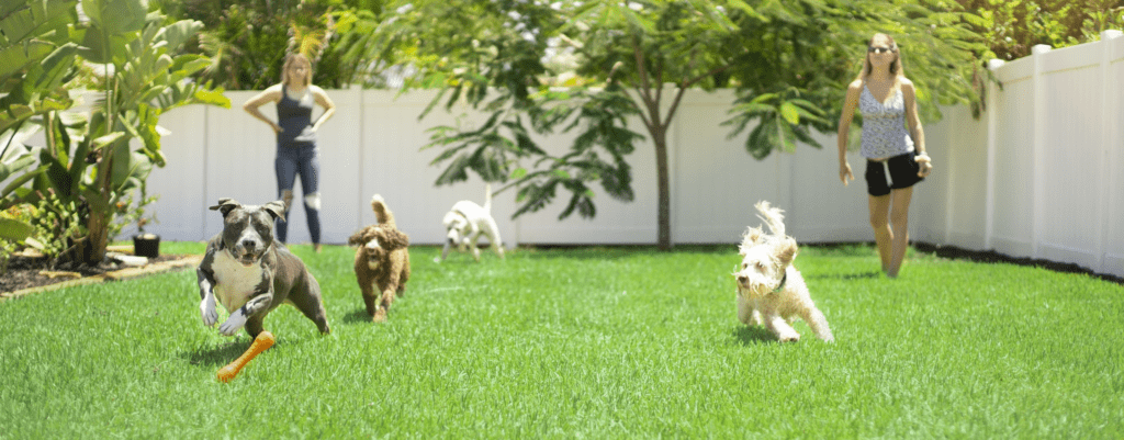 hospedagem e hotelzinho creche para PET Lylicas Dog Hotel dicas para escolher o hotel para caes ideal
