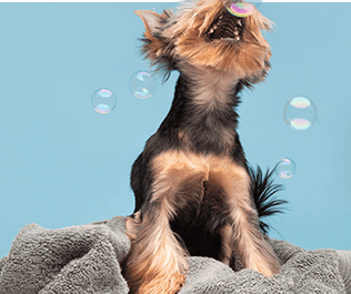 hospedagem e hotelzinho creche para PET Lylicas Dog Hotel dicas para manter a rotina do seu pet enquanto ele esta conosco e1694974508114