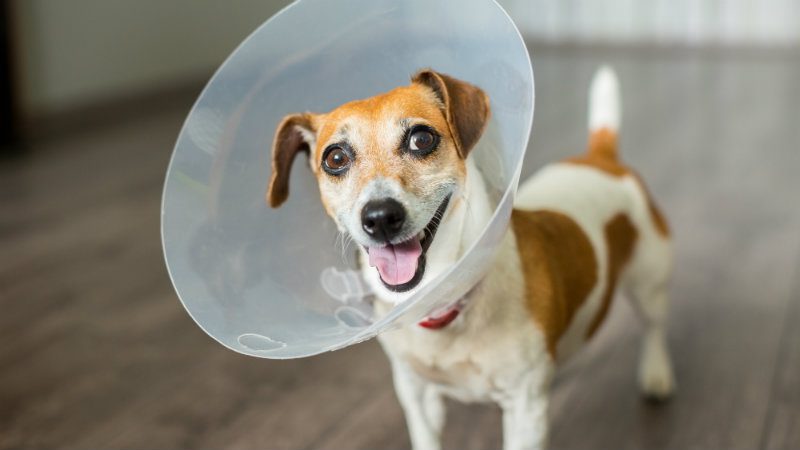 hospedagem e hotelzinho creche para PET Lylicas Dog Hotel dogsurgery1