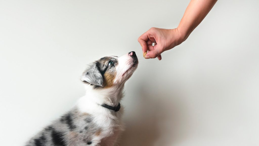 hospedagem e hotelzinho creche para PET Lylicas Dog Hotel domando patas e coracoes dicas caseiras para adestrar seu caozinho