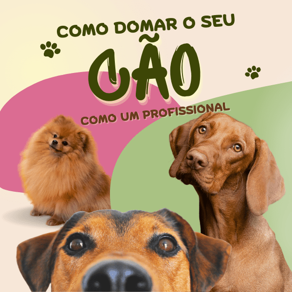 hospedagem e hotelzinho creche para PET Lylicas Dog Hotel domando traquinagens dicas para um caozinho harmonioso