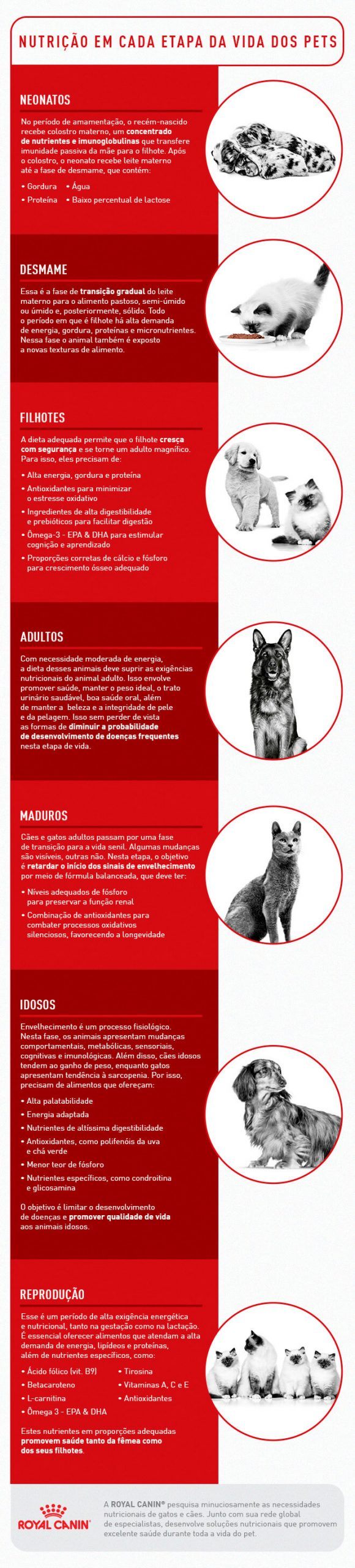 hospedagem e hotelzinho creche para PET Lylicas Dog Hotel entenda as necessidades nutricionais especificas do seu pet