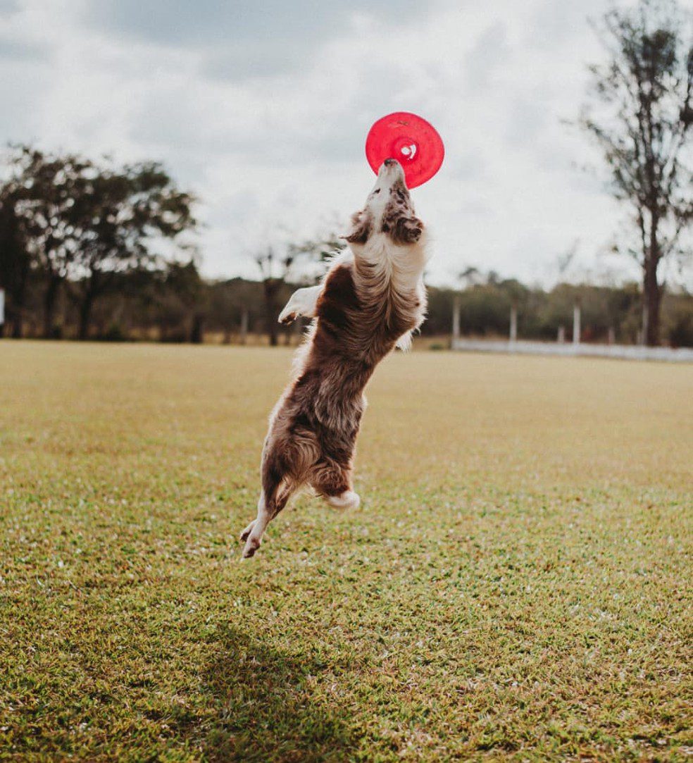 hospedagem e hotelzinho creche para PET Lylicas Dog Hotel estimulando a atividade fisica jogos e brincadeiras para seu pet