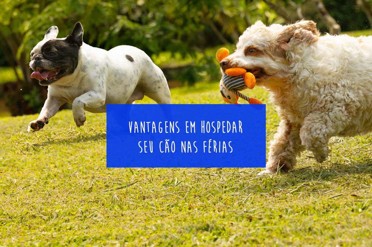 hospedagem e hotelzinho creche para PET Lylicas Dog Hotel ferias felizes para seu amigo dicas para hospedar seu caozinho