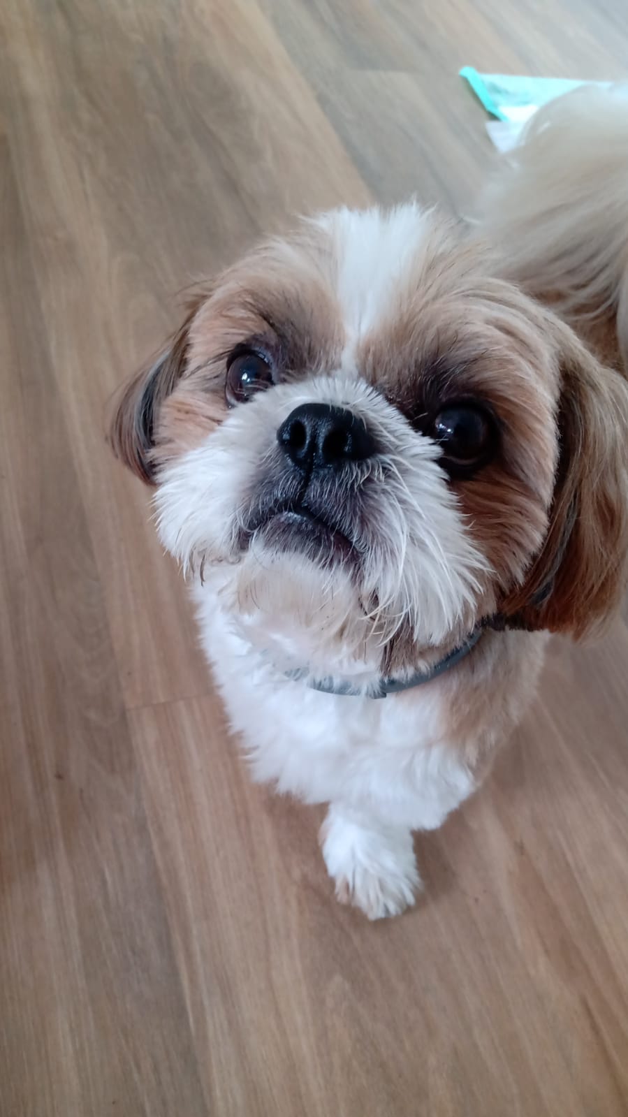 hospede-lylias-hotelzinho-caes-billy-Shih-tzu-caracteristicas