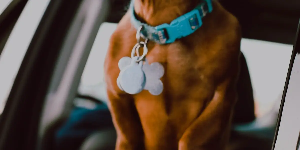 hotel pet