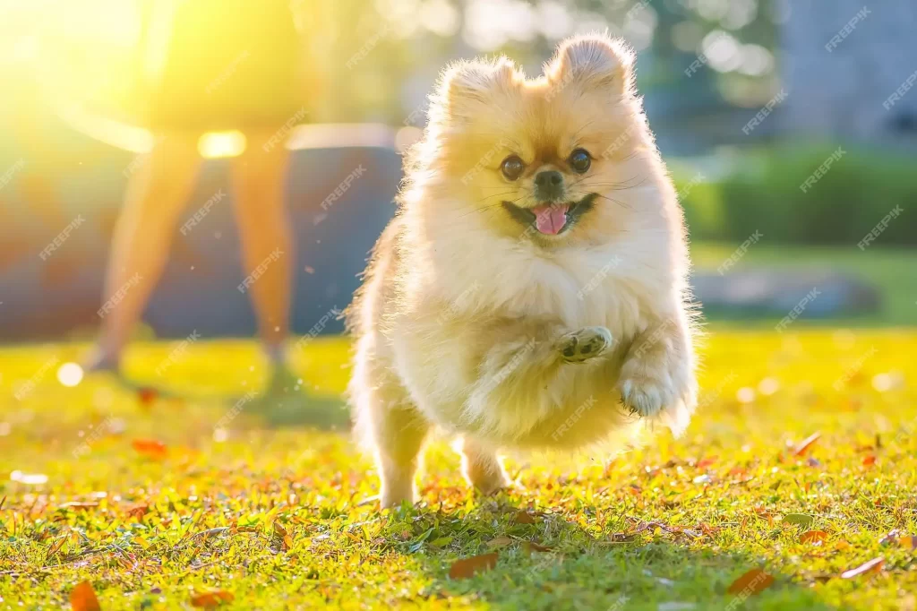 Hotelzinho para cachorro