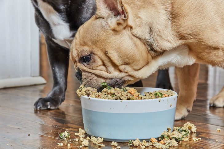 hospedagem e hotelzinho creche para PET Lylicas Dog Hotel importancia de uma boa alimentacao para seu cachorro