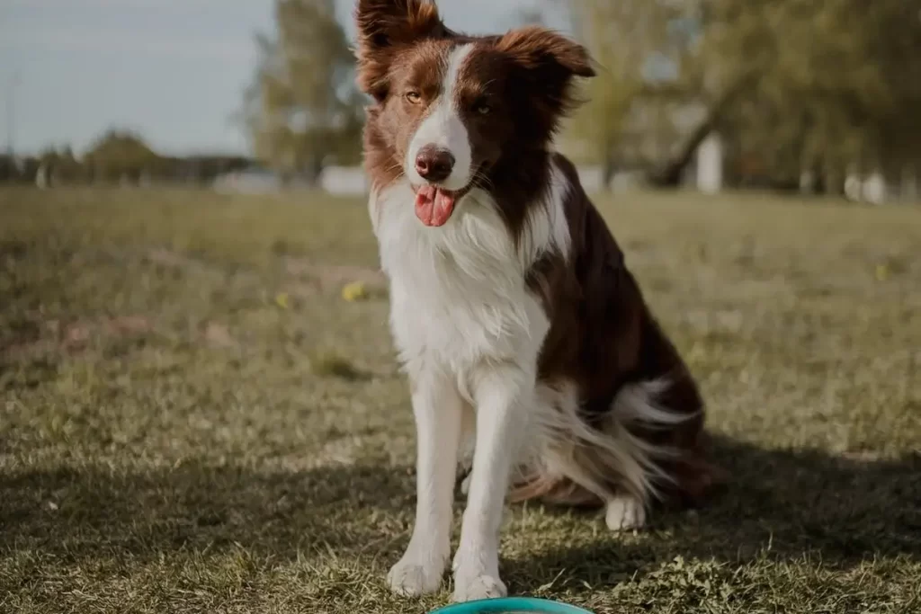 hospedagem e hotelzinho creche para PET Lylicas Dog Hotel lylicas dog hotel a melhor escolha para quem ama seu cachorro