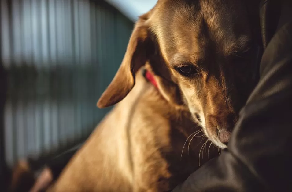hospedagem e hotelzinho creche para PET Lylicas Dog Hotel lylicas pet como minimizar a ansiedade do seu pet durante sua ausencia nas festas de fim de ano