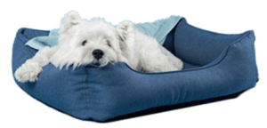 hospedagem e hotelzinho creche para PET Lylicas Dog Hotel lylicas pet diversao em dobro com entretenimento garantido para seu pet durante sua estadia
