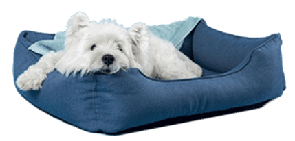 hospedagem e hotelzinho creche para PET Lylicas Dog Hotel lylicas pet diversao em dobro com entretenimento garantido para seu pet durante sua estadia