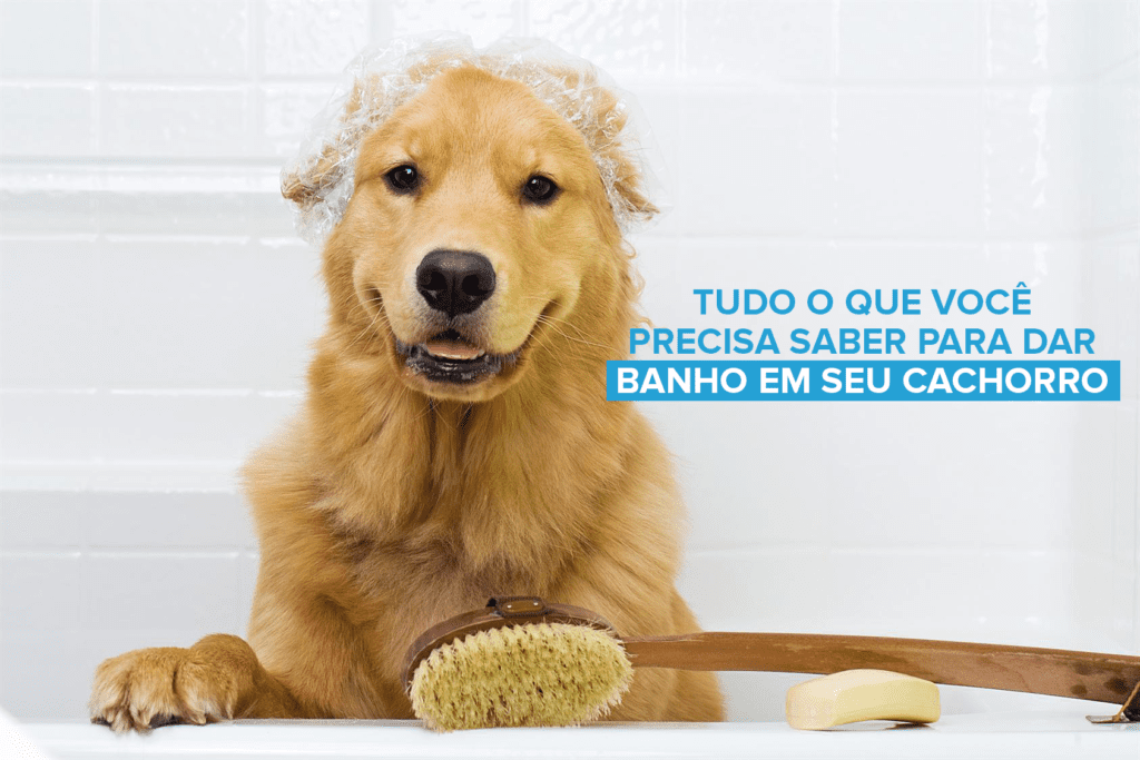 hospedagem e hotelzinho creche para PET Lylicas Dog Hotel mimos e banhos dicas fofas para cuidar do seu caozinho