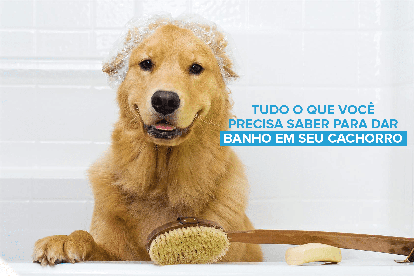 hospedagem e hotelzinho creche para PET Lylicas Dog Hotel mimos e banhos dicas fofas para cuidar do seu caozinho