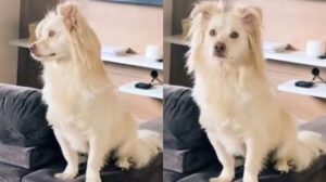 hospedagem e hotelzinho creche para PET Lylicas Dog Hotel mudanca temporaria com o hotel para cachorro lylicas adaptando se a novos ambientes sem estresse para seu pet