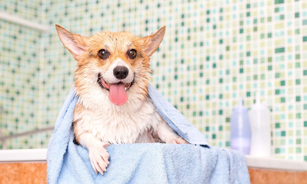 hospedagem e hotelzinho creche para PET Lylicas Dog Hotel nosso compromisso com a higiene e a limpeza um ambiente saudavel para seu pet