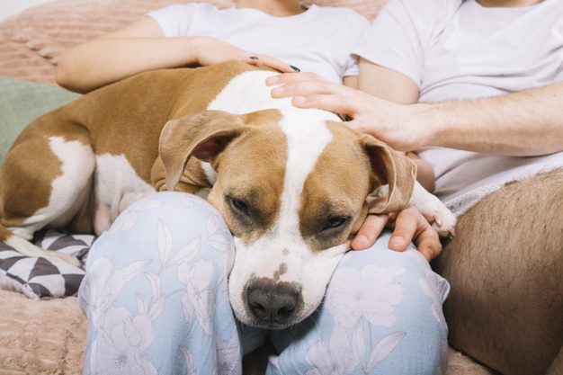 hospedagem e hotelzinho creche para PET Lylicas Dog Hotel o lar perfeito dicas alegres para caezinhos se sentirem em casa