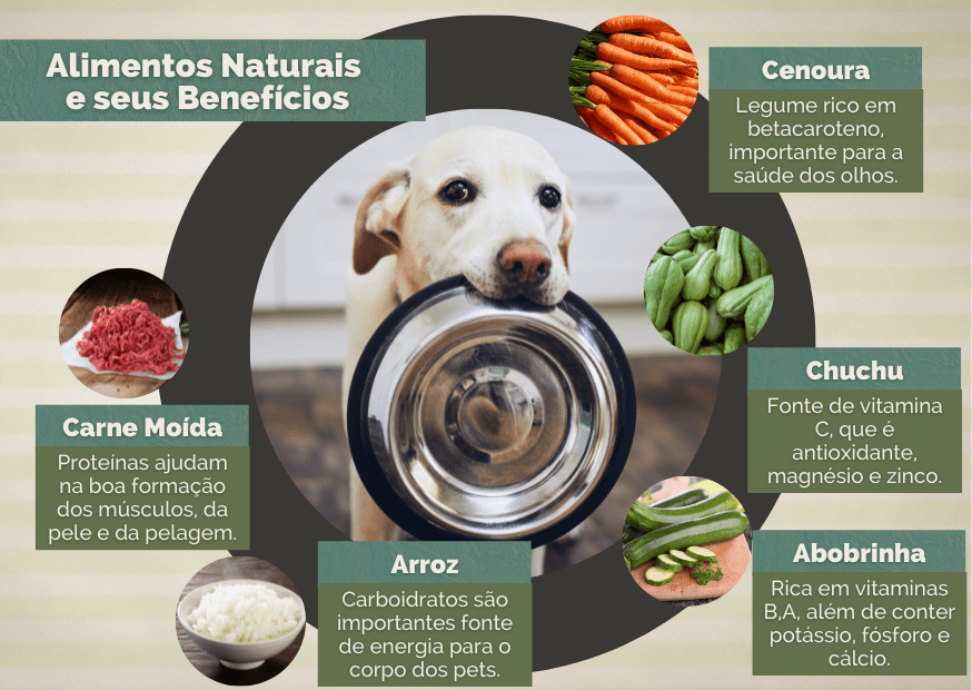 hospedagem e hotelzinho creche para PET Lylicas Dog Hotel o papel da alimentacao adequada na saude e felicidade do seu cachorrinho