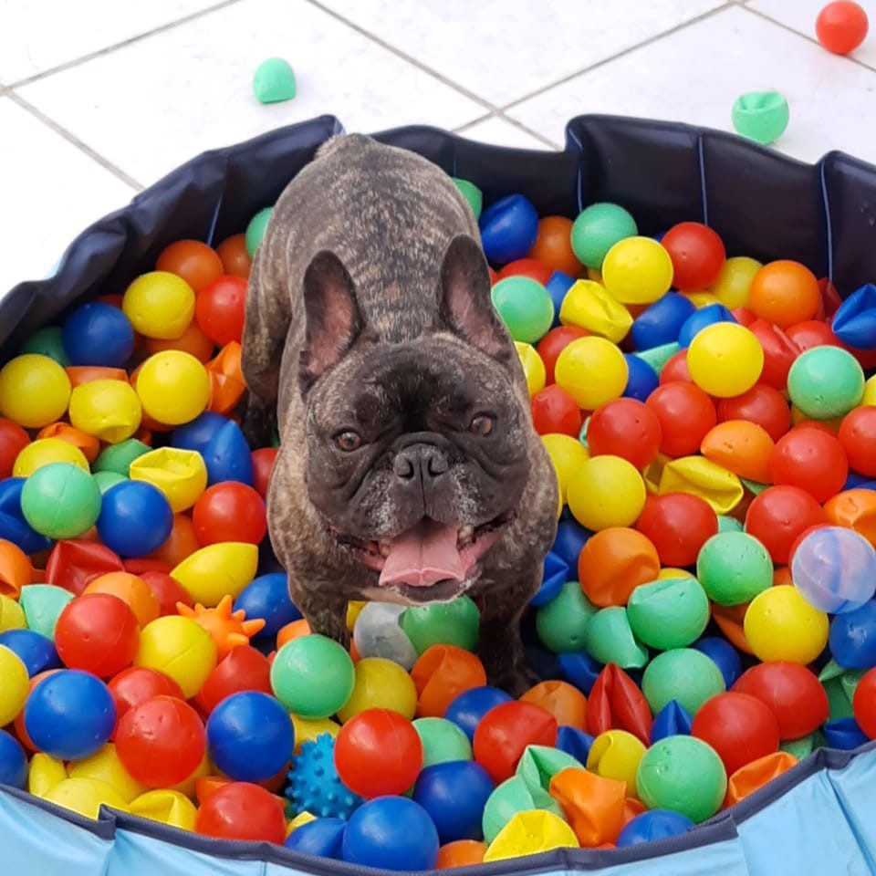 hospedagem e hotelzinho creche para PET Lylicas Dog Hotel o que levar para o hotel para caes