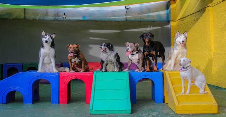 hospedagem e hotelzinho creche para PET Lylicas Dog Hotel onde seu pet se sente em casa opcoes de hospedagem lylicas pet que proporcionam conforto