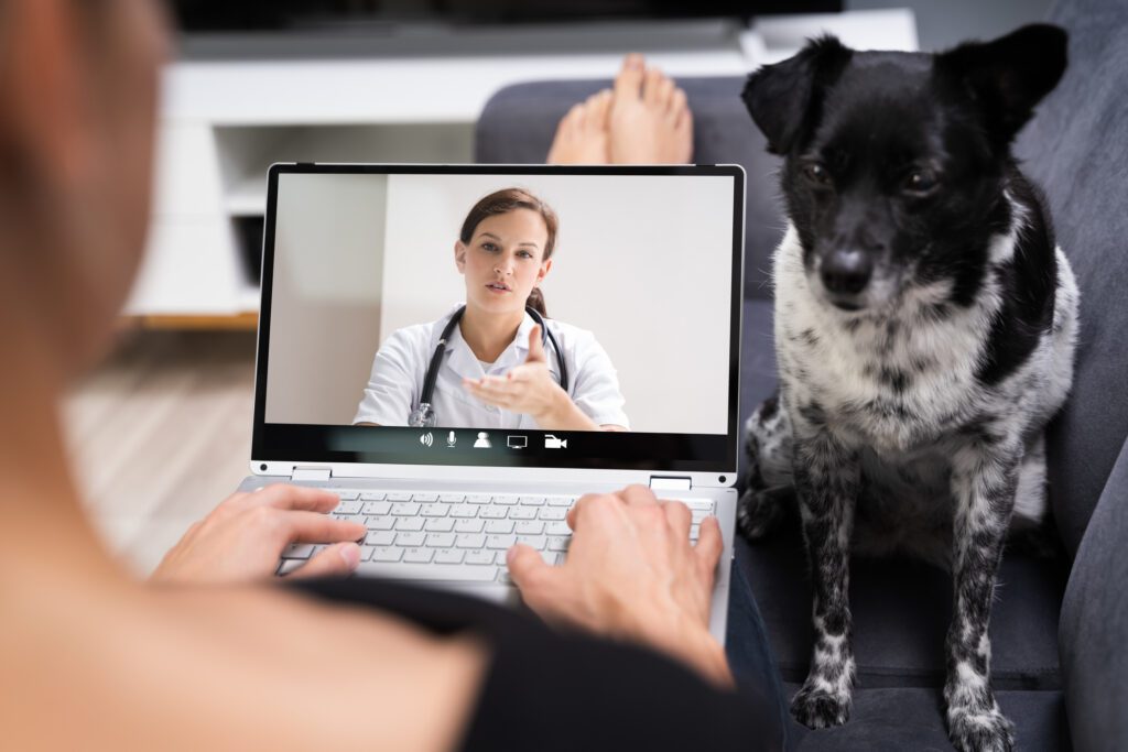 hospedagem e hotelzinho creche para PET Lylicas Dog Hotel pet na era digital como usar a tecnologia para o bem estar animal