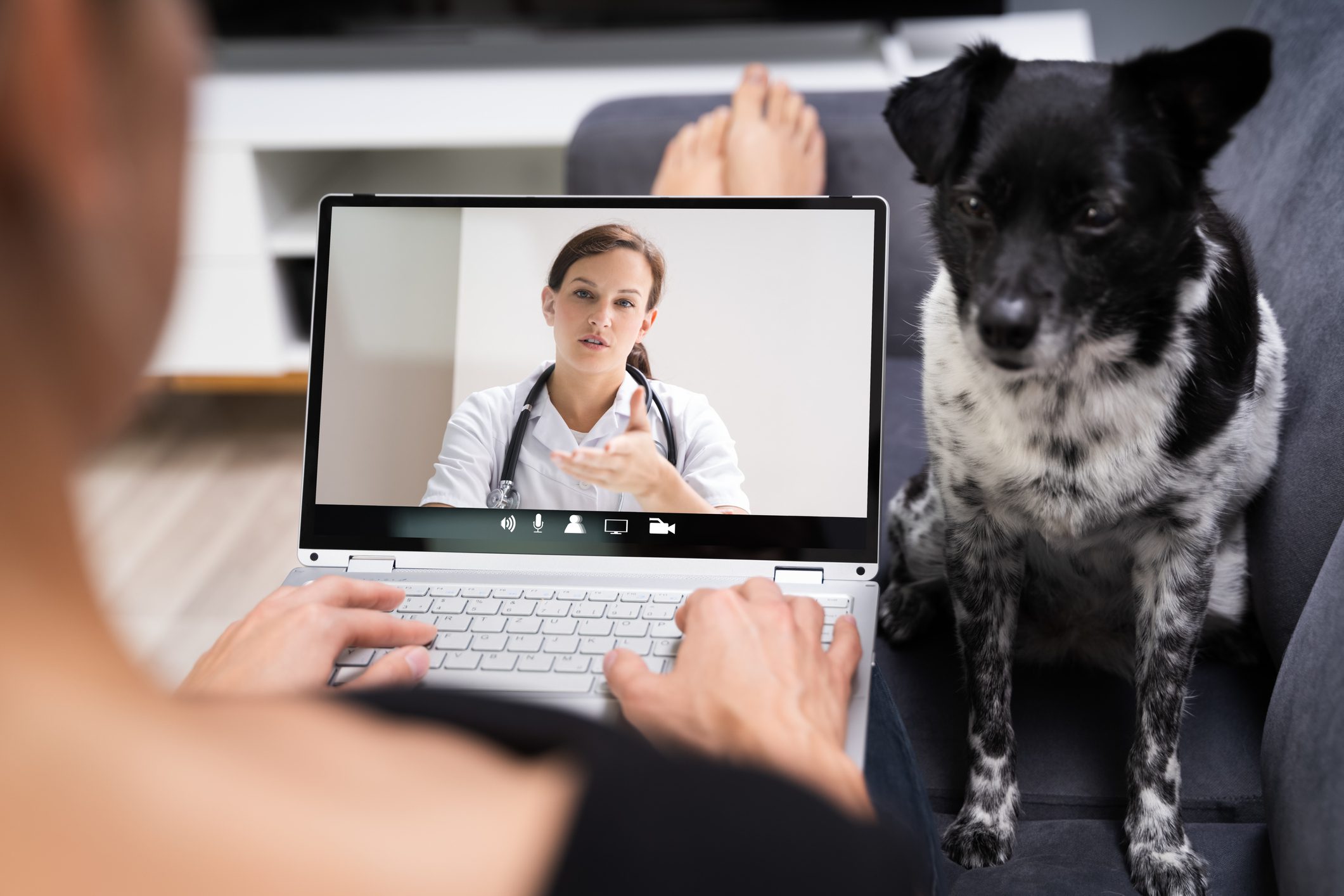 hospedagem e hotelzinho creche para PET Lylicas Dog Hotel pet na era digital como usar a tecnologia para o bem estar animal