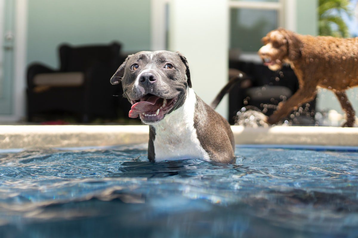hospedagem e hotelzinho creche para PET Lylicas Dog Hotel pit bull