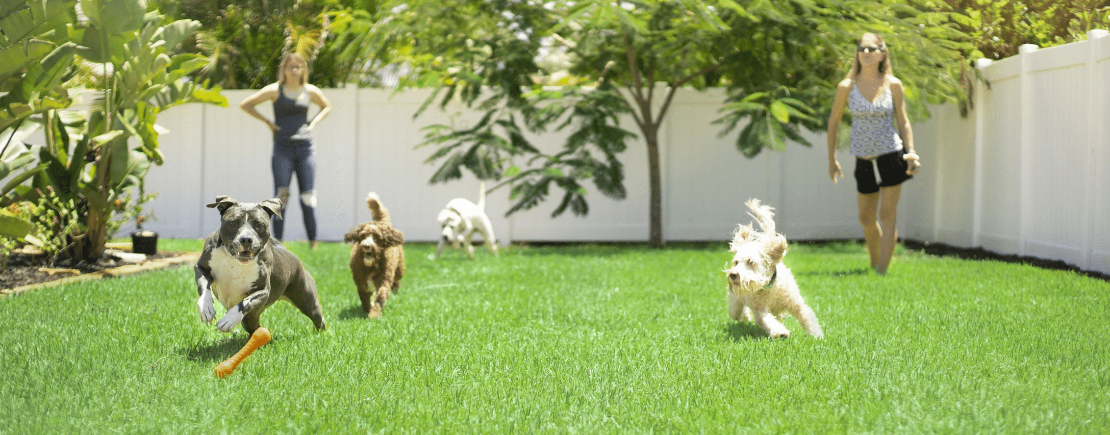 hospedagem e hotelzinho creche para PET Lylicas Dog Hotel por que escolher o lylicas hotel para cao hospedagem residencial