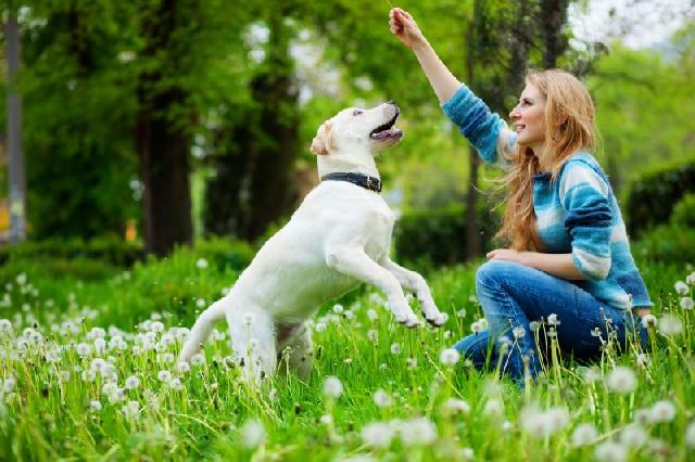 hospedagem e hotelzinho creche para PET Lylicas Dog Hotel por que o cuidado individualizado e importante para a felicidade do seu cachorrinho