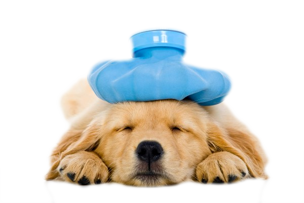 hospedagem e hotelzinho creche para PET Lylicas Dog Hotel pos cururgia pet.fw 1