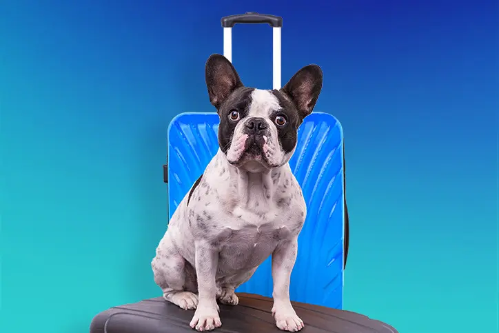 hospedagem e hotelzinho creche para PET Lylicas Dog Hotel preparando se para viagens com seu pet dicas e orientacoes