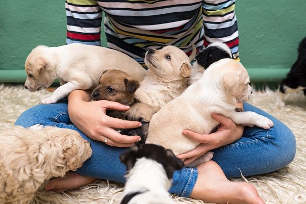 hospedagem e hotelzinho creche para PET Lylicas Dog Hotel promovendo interacoes positivas entre os cachorrinhos durante a estadia