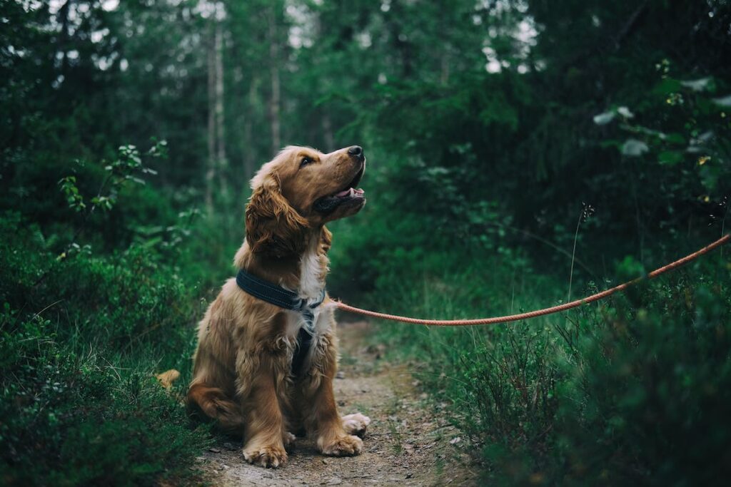 hospedagem e hotelzinho creche para PET Lylicas Dog Hotel raca de cachorro brittany spaniel epagneul breton 1