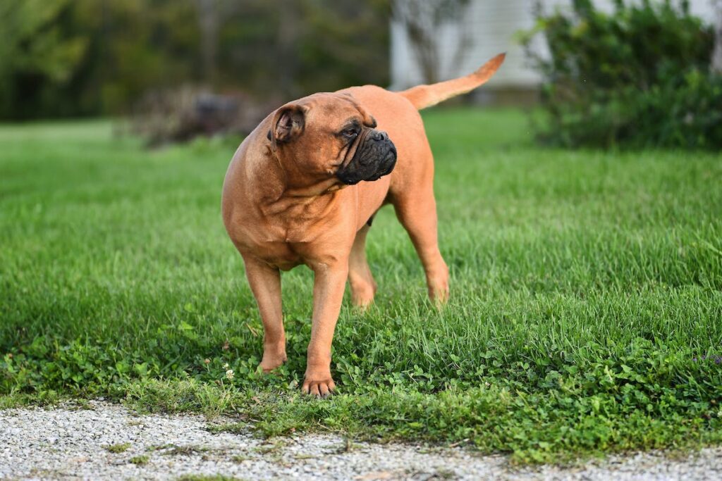 hospedagem e hotelzinho creche para PET Lylicas Dog Hotel raca de cachorro bullmastiff 1