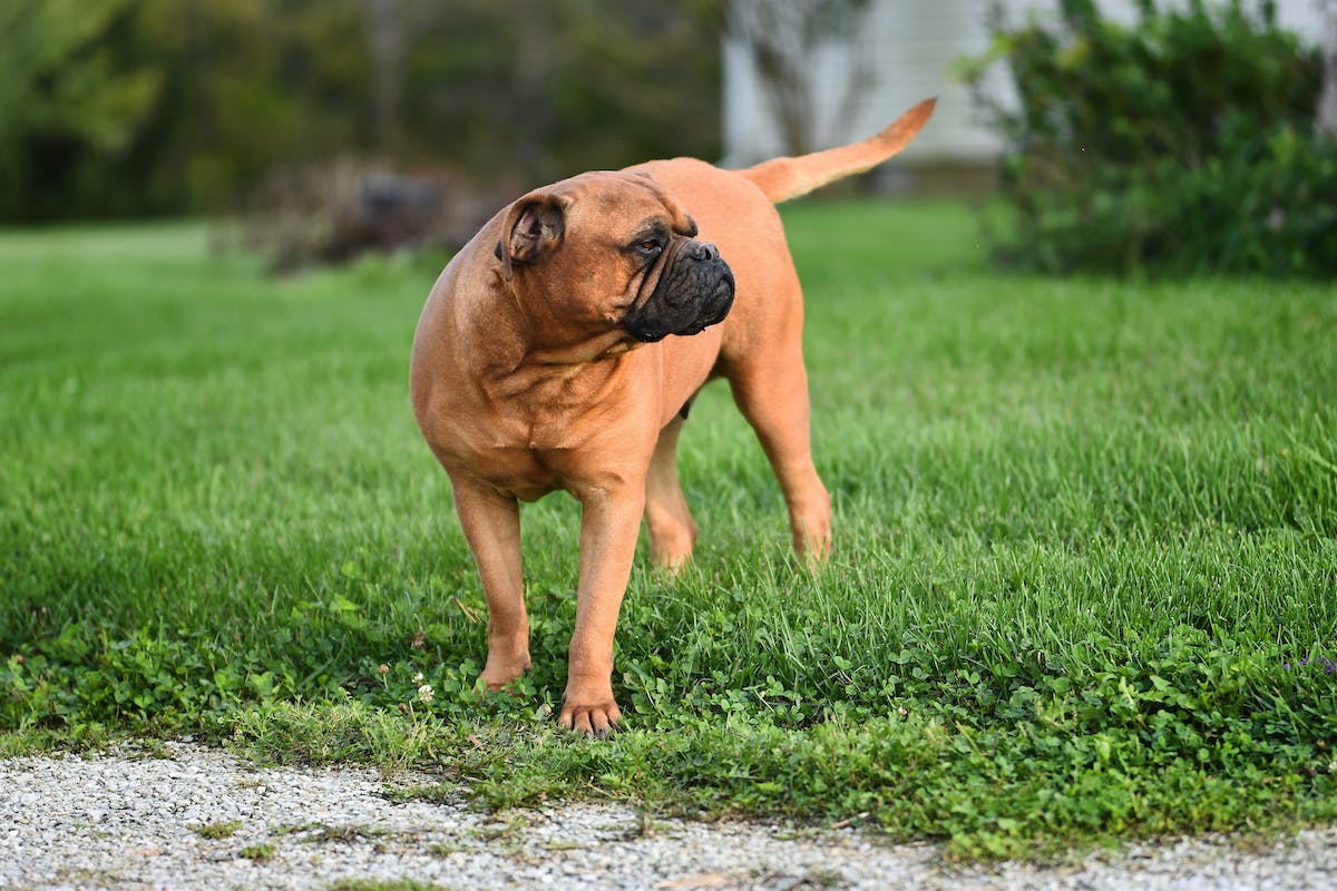 hospedagem e hotelzinho creche para PET Lylicas Dog Hotel raca de cachorro bullmastiff 1
