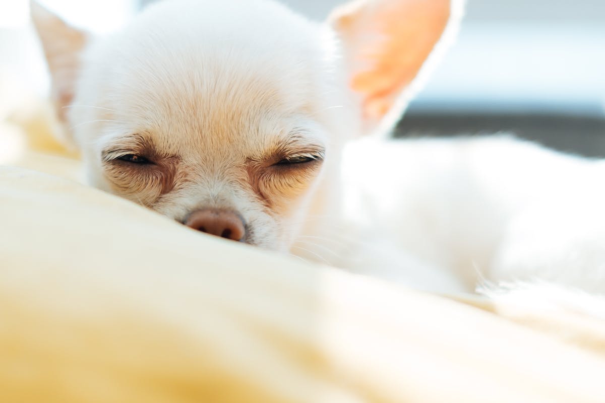 hospedagem e hotelzinho creche para PET Lylicas Dog Hotel raca de cachorro chihuahua 1