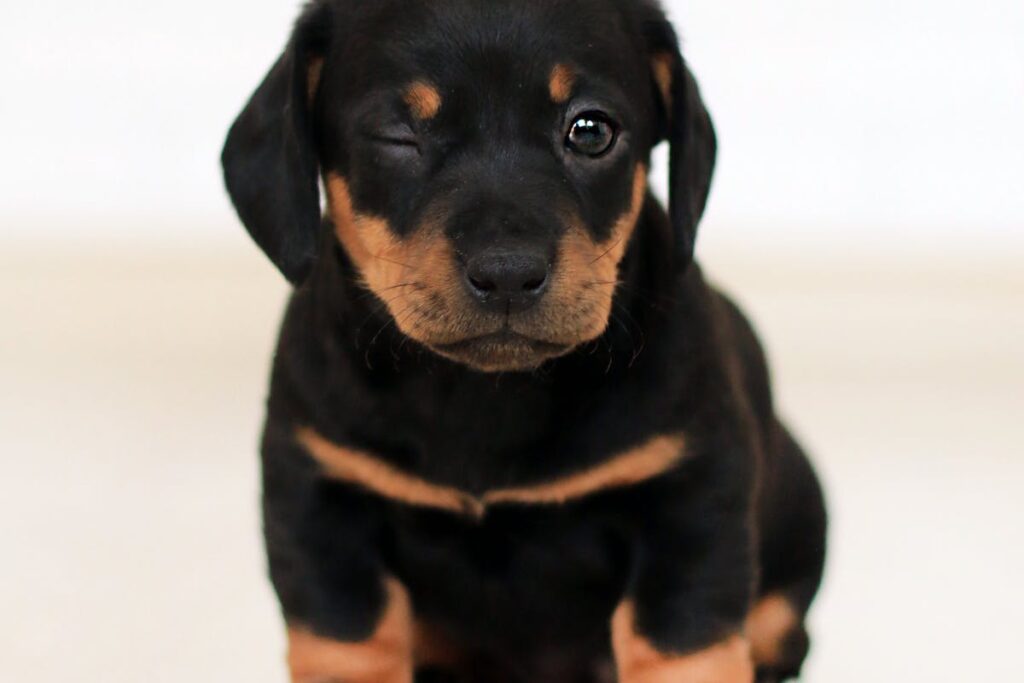 hospedagem e hotelzinho creche para PET Lylicas Dog Hotel raca de cachorro dachshund 1