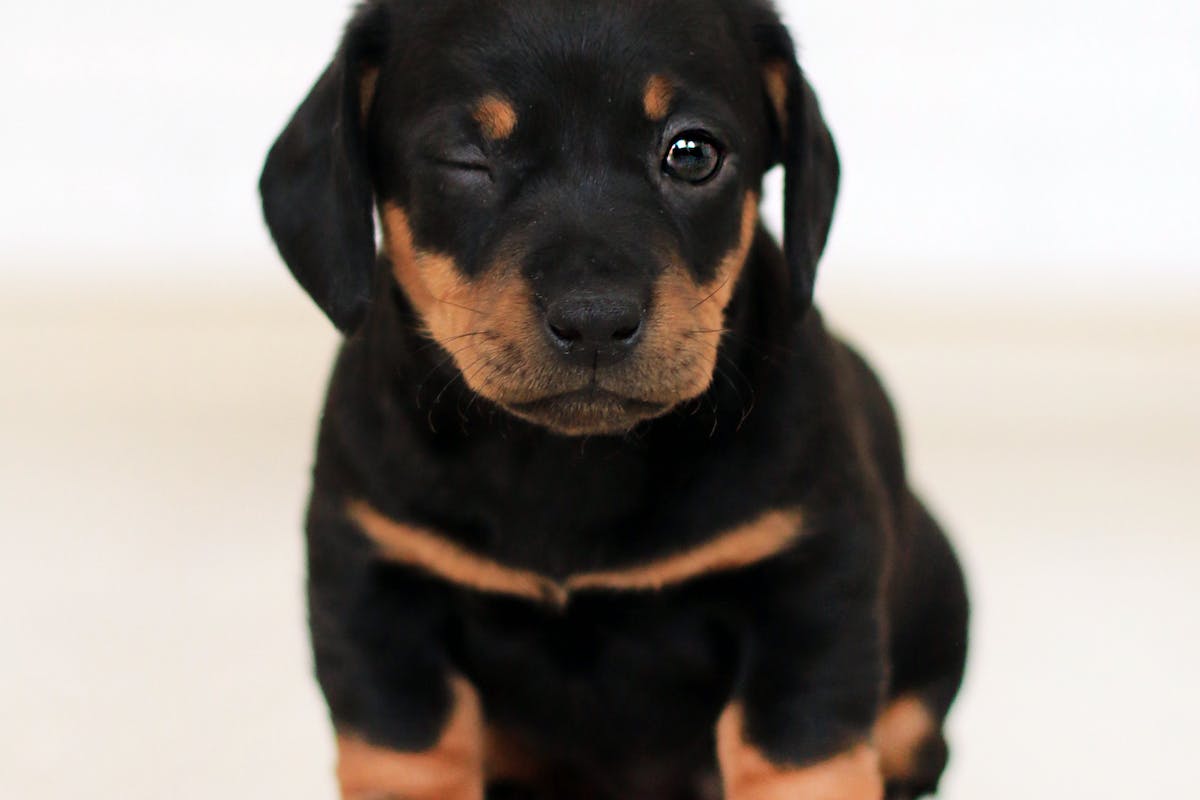 hospedagem e hotelzinho creche para PET Lylicas Dog Hotel raca de cachorro dachshund 1